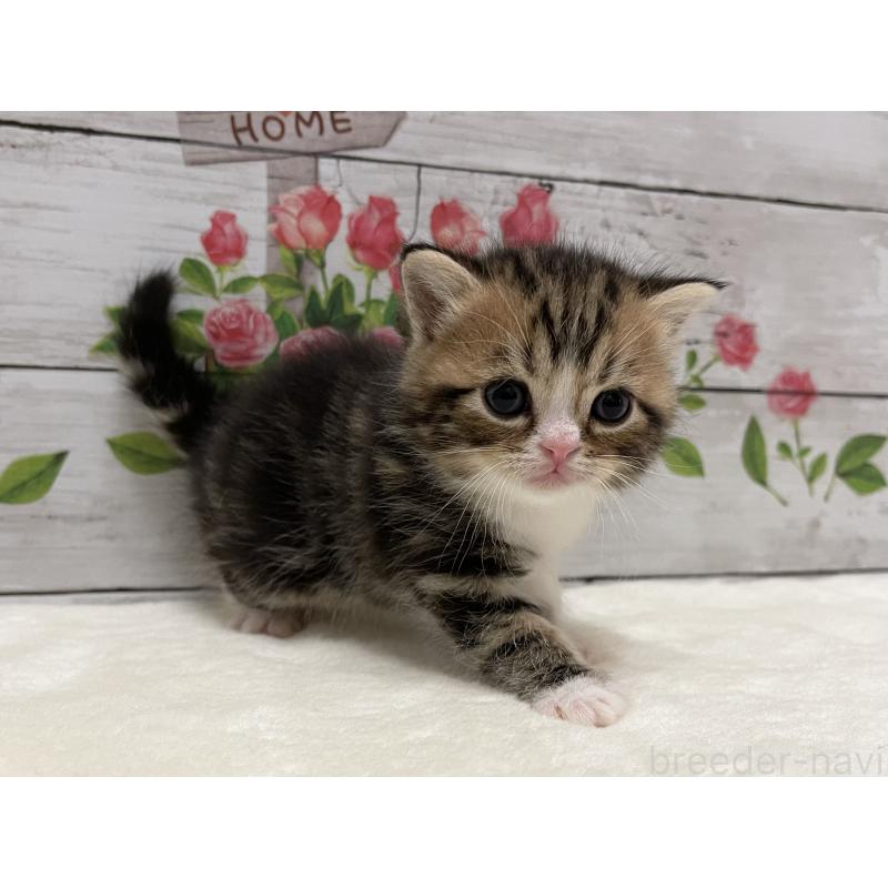 販売中の山梨県のミヌエット-138400の2枚目