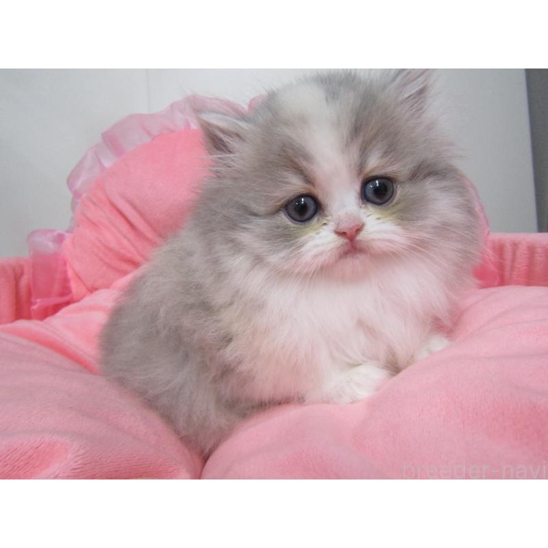 成約済の東京都のミヌエット-135780の8枚目