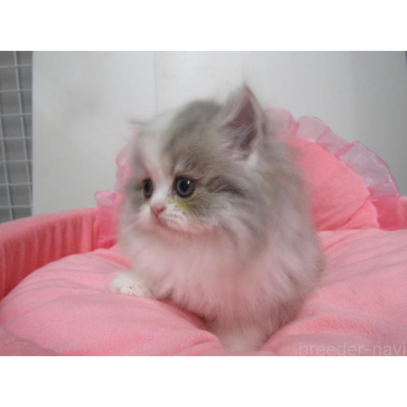 成約済の東京都のミヌエット-135780の7枚目