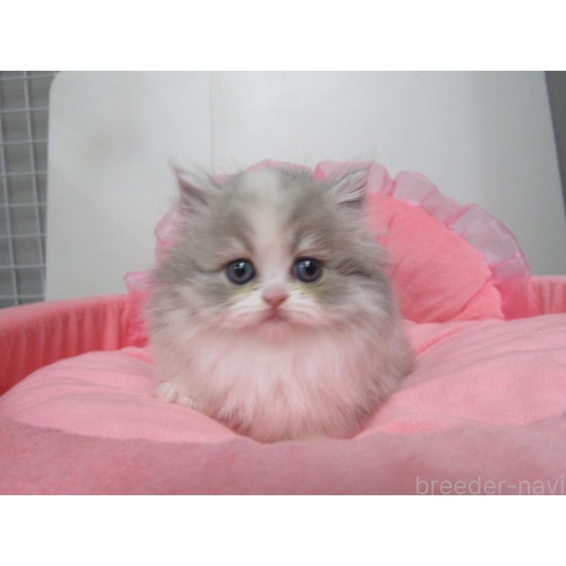 成約済の東京都のミヌエット-135780の6枚目