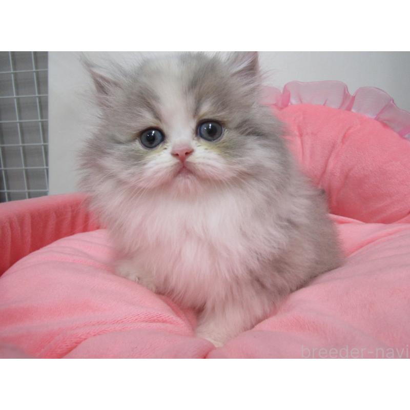 成約済の東京都のミヌエット-135780の4枚目