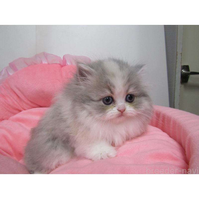 成約済の東京都のミヌエット-135780の3枚目