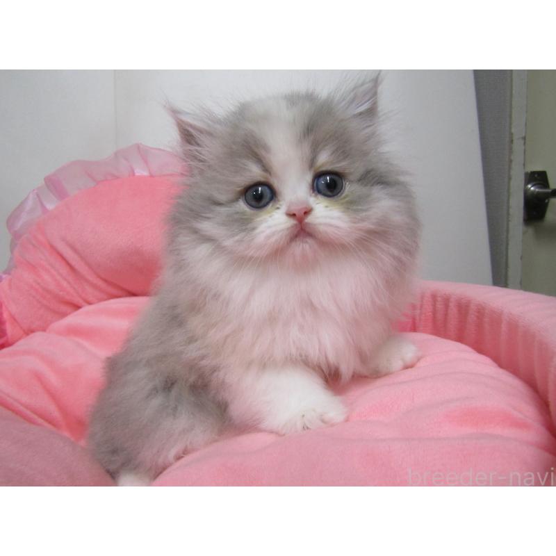 成約済の東京都のミヌエット-135780の2枚目