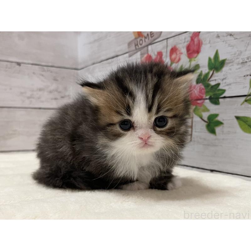 販売中の山梨県のミヌエット-138401