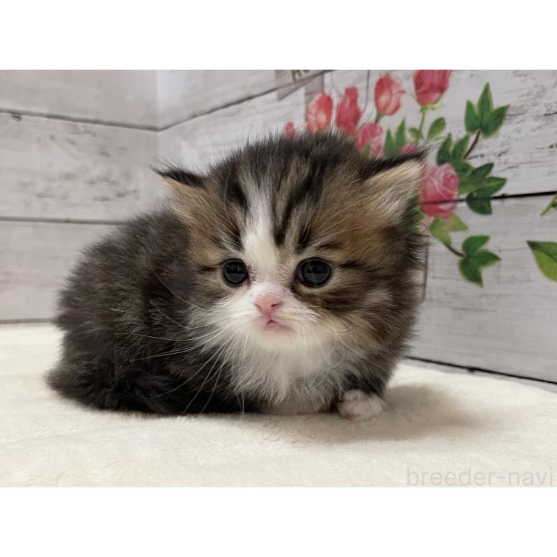 販売中の山梨県のミヌエット-138401の10枚目