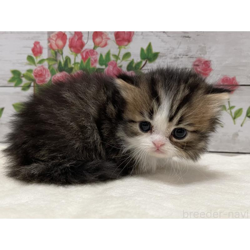 販売中の山梨県のミヌエット-138401の9枚目