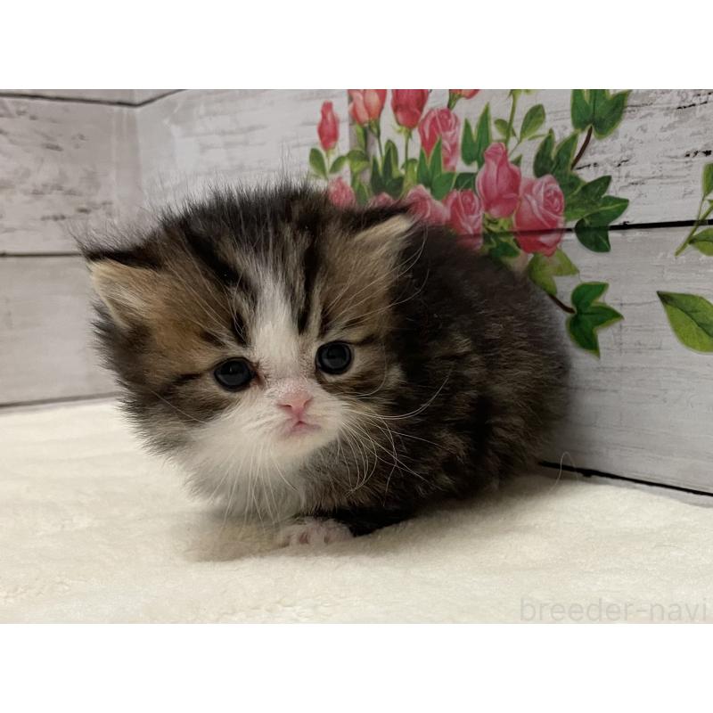 販売中の山梨県のミヌエット-138401の8枚目