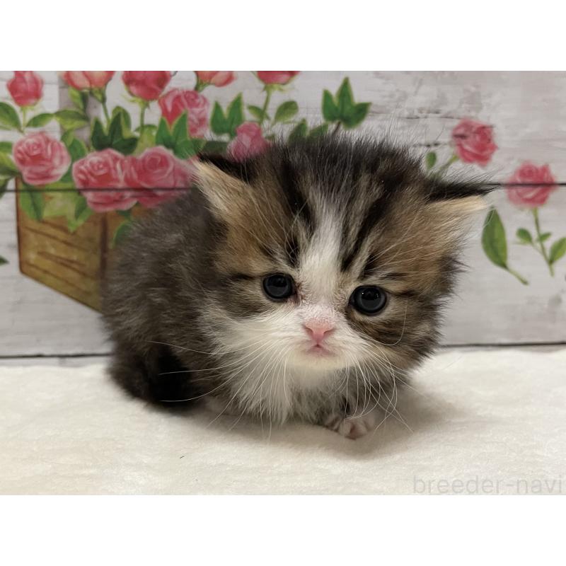 販売中の山梨県のミヌエット-138401の7枚目