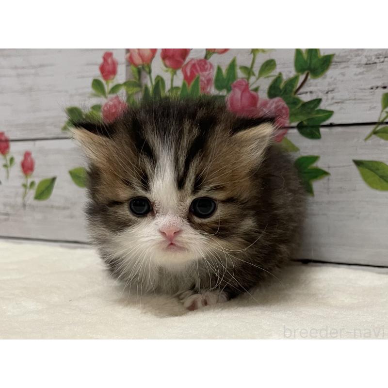 販売中の山梨県のミヌエット-138401の6枚目