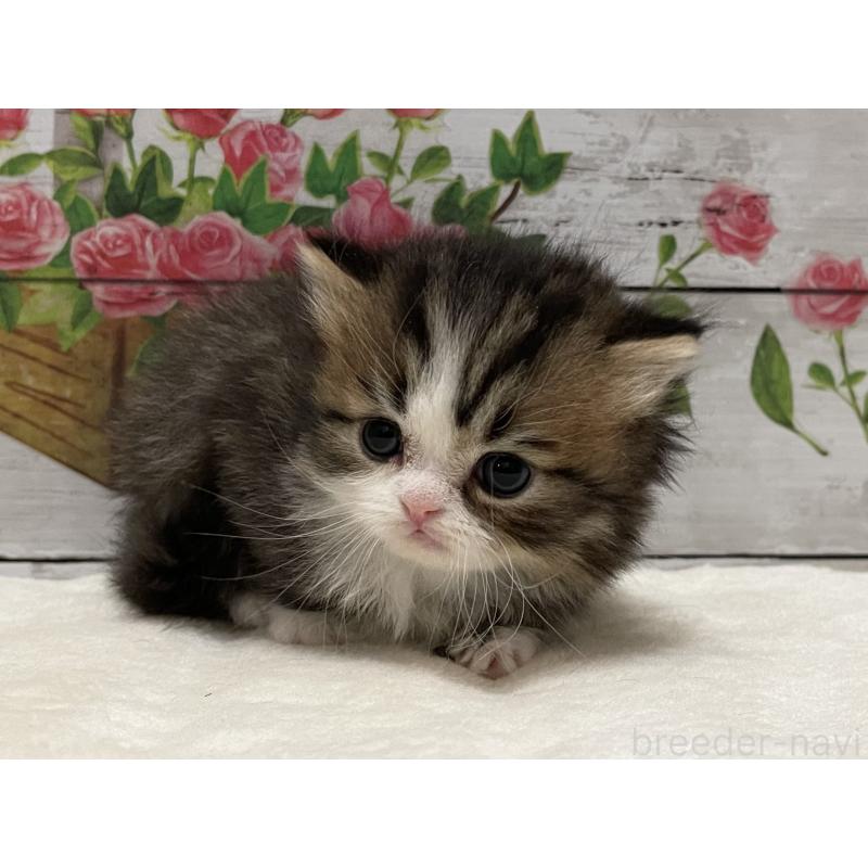 販売中の山梨県のミヌエット-138401の5枚目