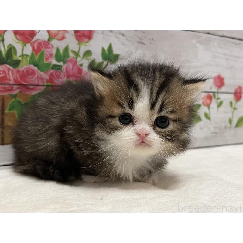 販売中の山梨県のミヌエット-138401の4枚目