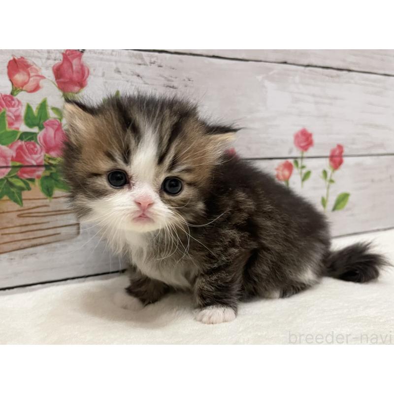 販売中の山梨県のミヌエット-138401の3枚目