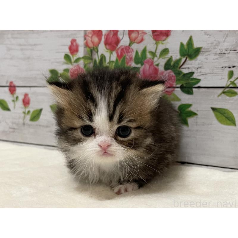 販売中の山梨県のミヌエット-138401の2枚目