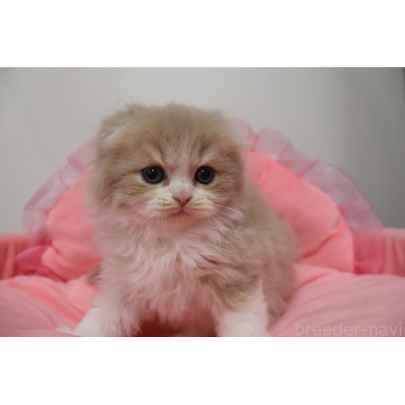 販売中の東京都のスコティッシュフォールド(折れ耳)-137338の6枚目