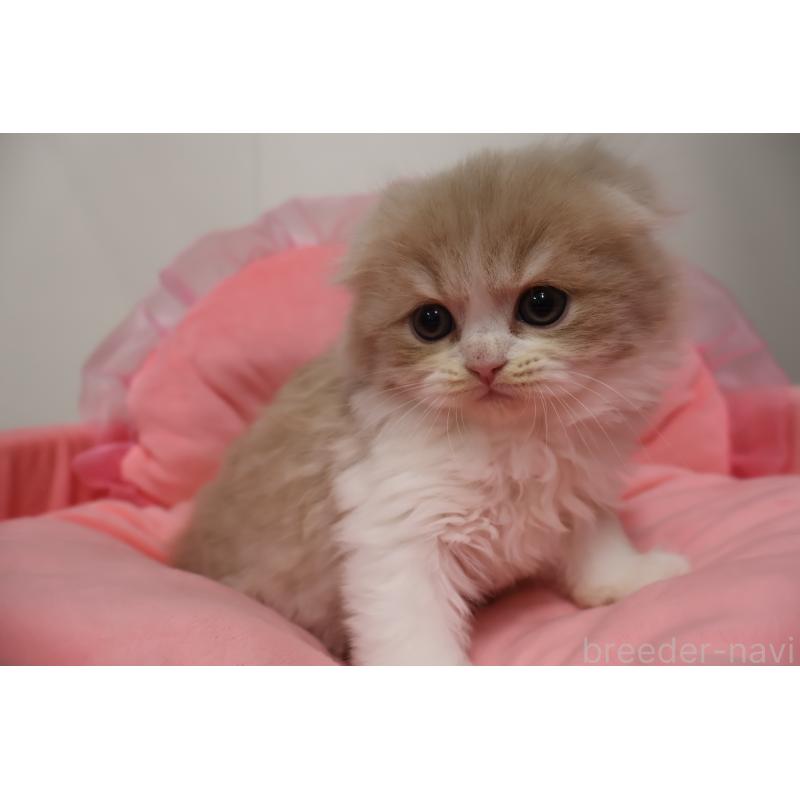 販売中の東京都のスコティッシュフォールド(折れ耳)-137338の5枚目