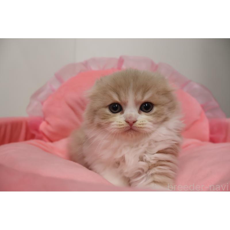 販売中の東京都のスコティッシュフォールド(折れ耳)-137338の4枚目