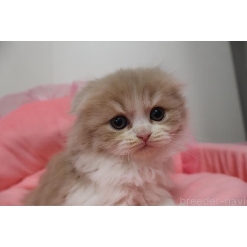 販売中の東京都のスコティッシュフォールド(折れ耳)-137338の3枚目