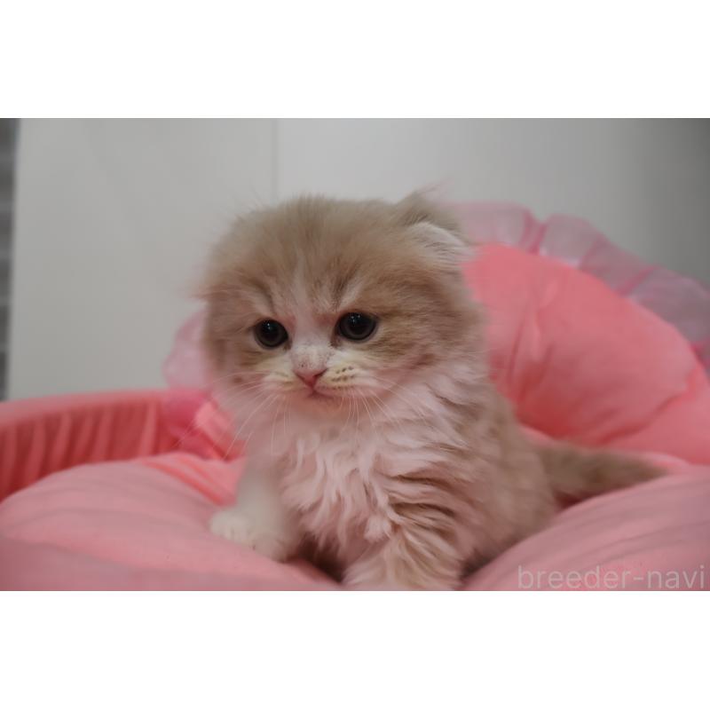 販売中の東京都のスコティッシュフォールド(折れ耳)-137338の2枚目