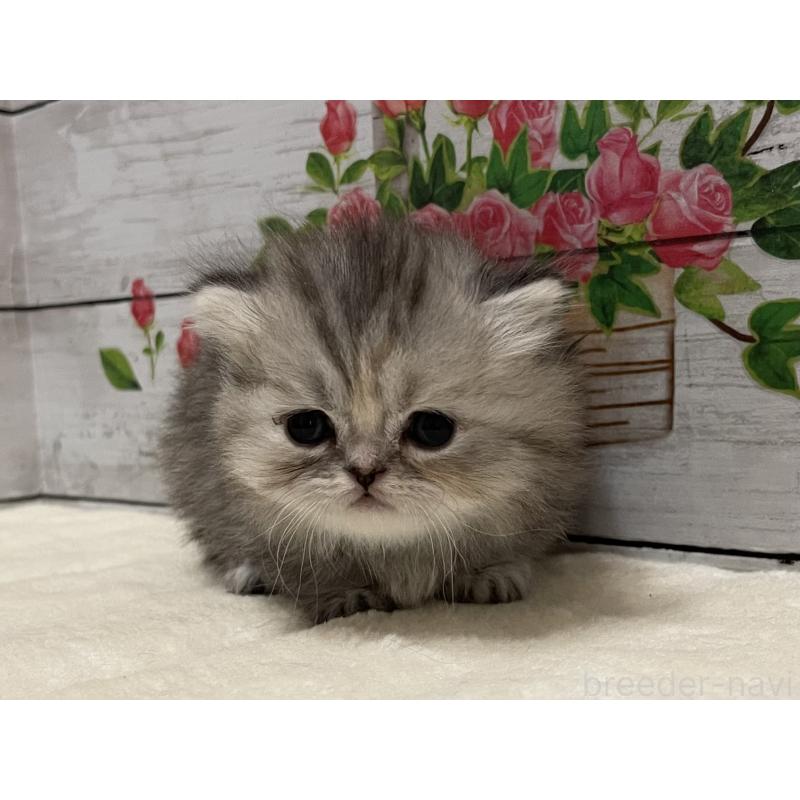 販売中の山梨県のミヌエット-138402