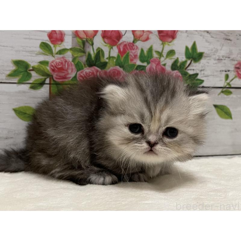 販売中の山梨県のミヌエット-138402の10枚目