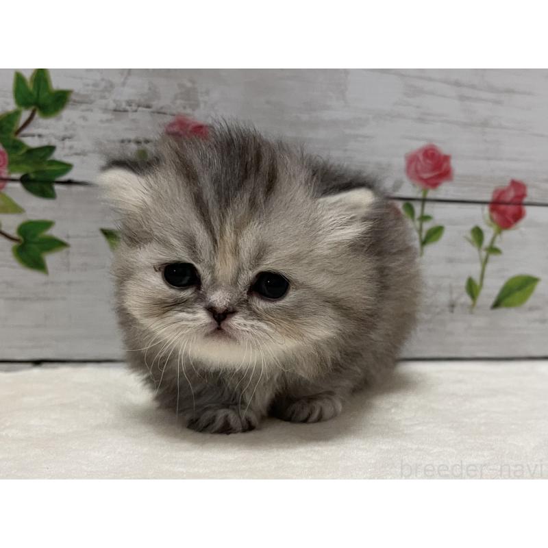 販売中の山梨県のミヌエット-138402の9枚目