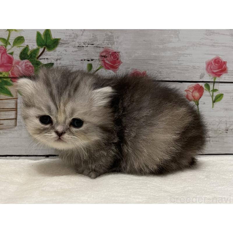 販売中の山梨県のミヌエット-138402の8枚目