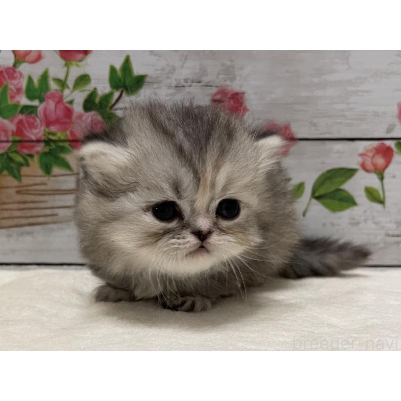 販売中の山梨県のミヌエット-138402の7枚目