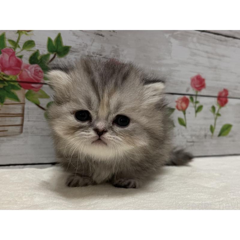 販売中の山梨県のミヌエット-138402の6枚目