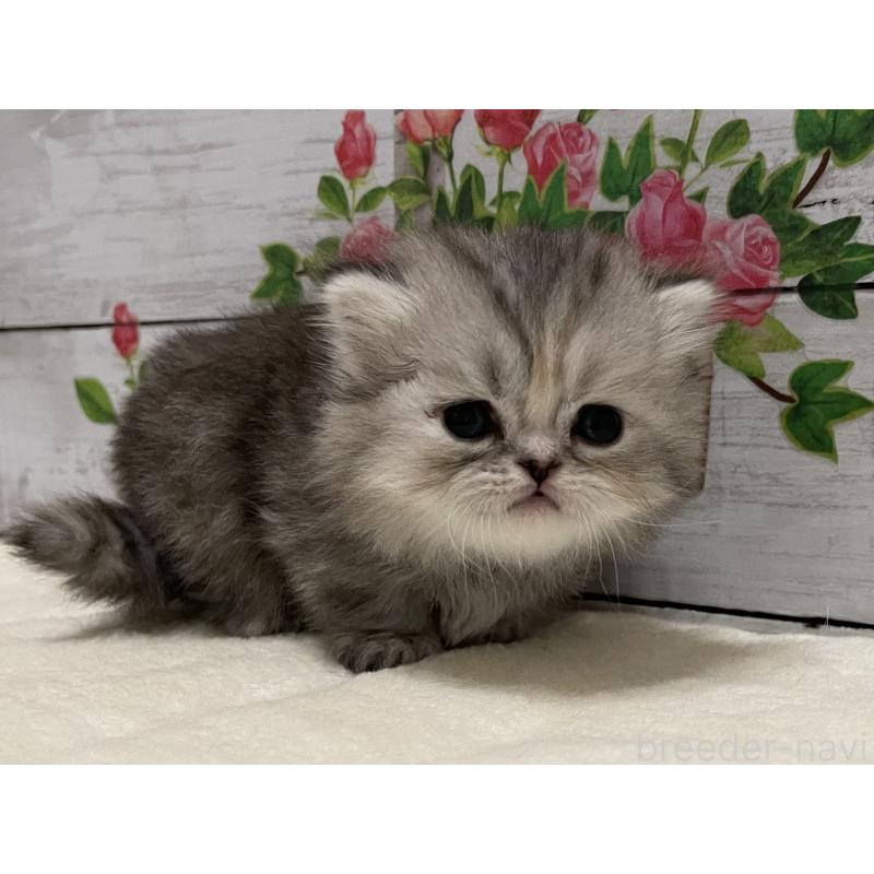 販売中の山梨県のミヌエット-138402の5枚目