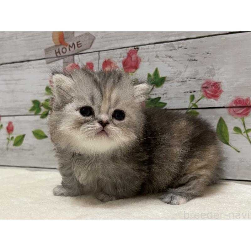 販売中の山梨県のミヌエット-138402の4枚目