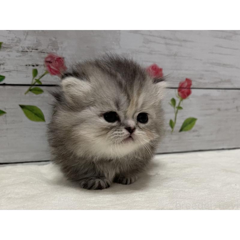 販売中の山梨県のミヌエット-138402の3枚目