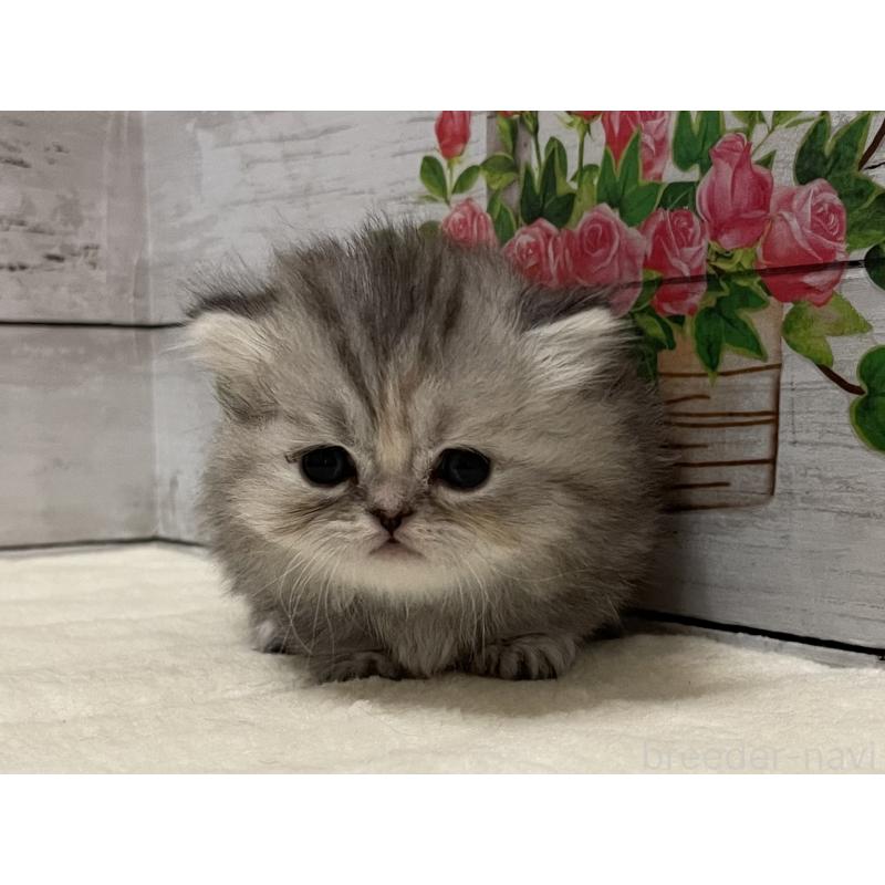 販売中の山梨県のミヌエット-138402の2枚目