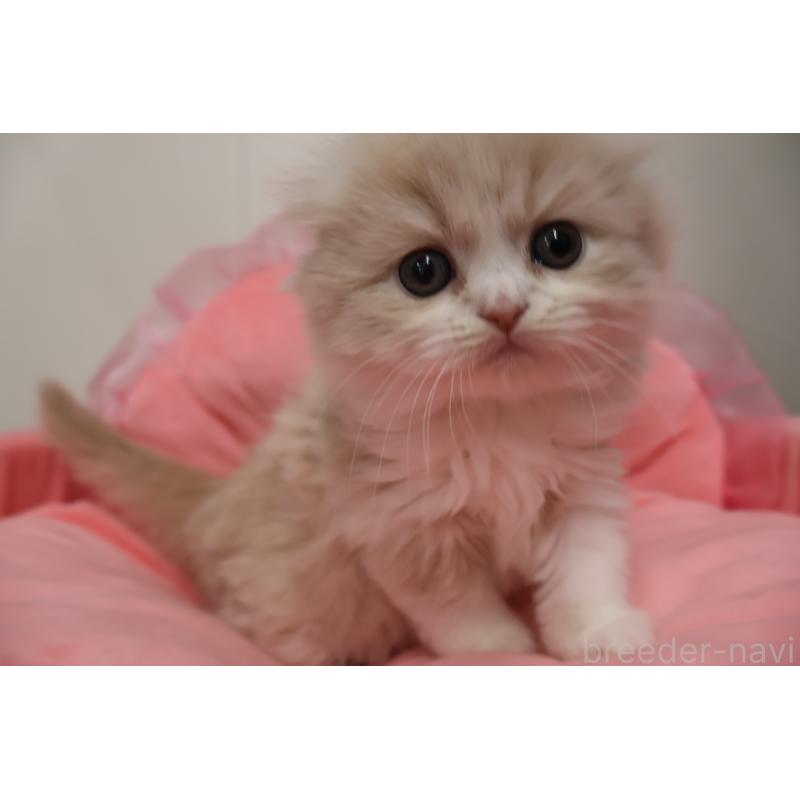 販売中の東京都のスコティッシュフォールド(折れ耳)-137337の12枚目