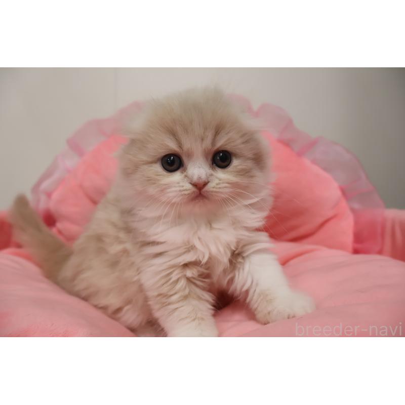 販売中の東京都のスコティッシュフォールド(折れ耳)-137337の11枚目