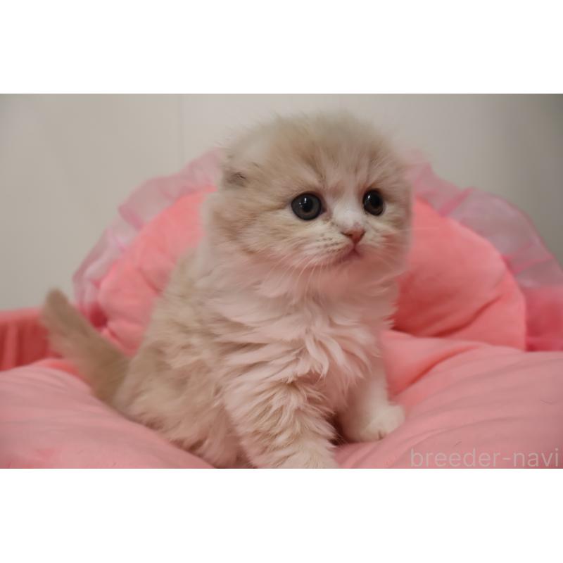 販売中の東京都のスコティッシュフォールド(折れ耳)-137337の10枚目