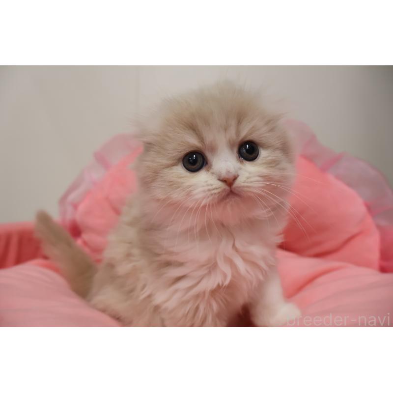 販売中の東京都のスコティッシュフォールド(折れ耳)-137337の9枚目
