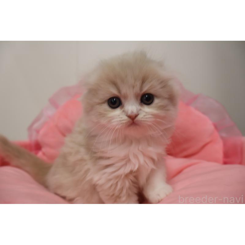 販売中の東京都のスコティッシュフォールド(折れ耳)-137337の8枚目