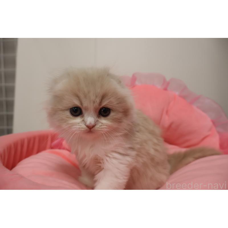 販売中の東京都のスコティッシュフォールド(折れ耳)-137337の7枚目