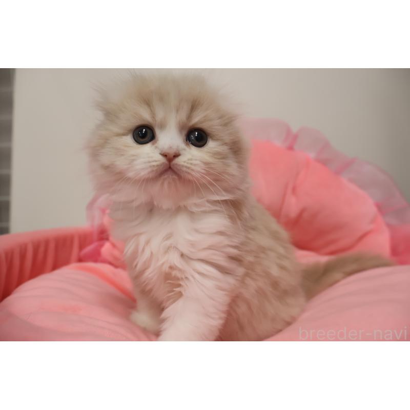 販売中の東京都のスコティッシュフォールド(折れ耳)-137337の6枚目