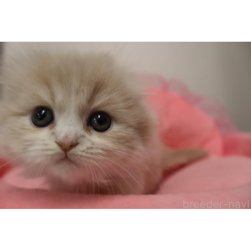 販売中の東京都のスコティッシュフォールド(折れ耳)-137337の5枚目
