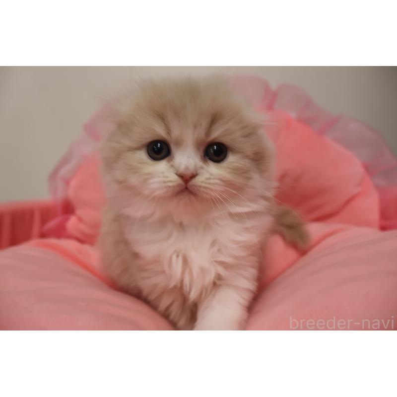 販売中の東京都のスコティッシュフォールド(折れ耳)-137337の4枚目