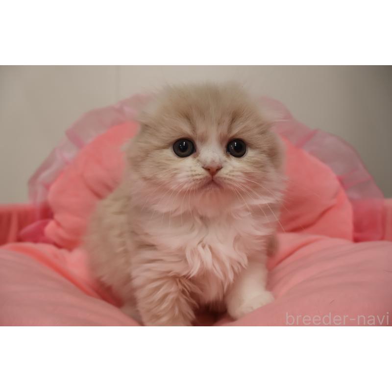 販売中の東京都のスコティッシュフォールド(折れ耳)-137337の3枚目