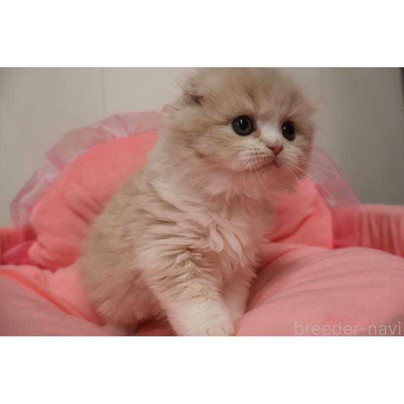 販売中の東京都のスコティッシュフォールド(折れ耳)-137337の2枚目