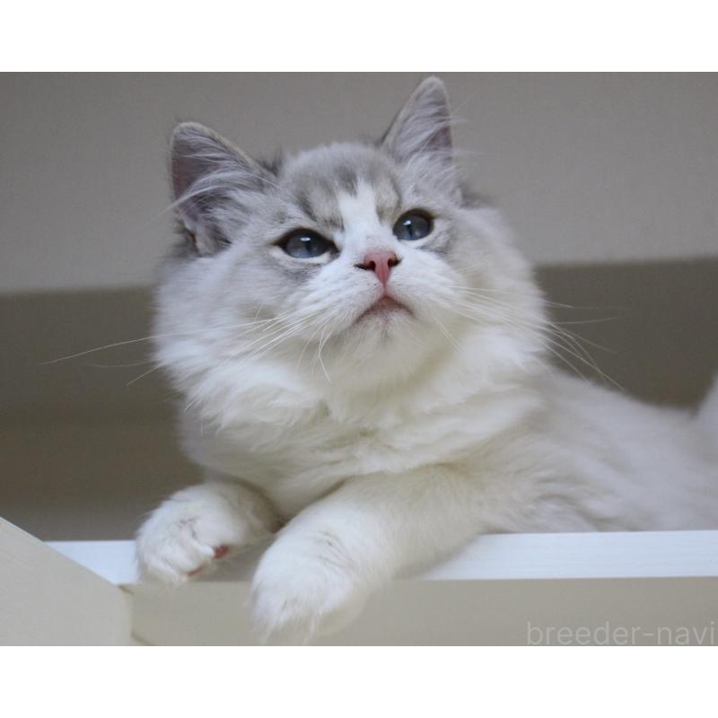 販売中の山梨県のラグドール-131658の16枚目