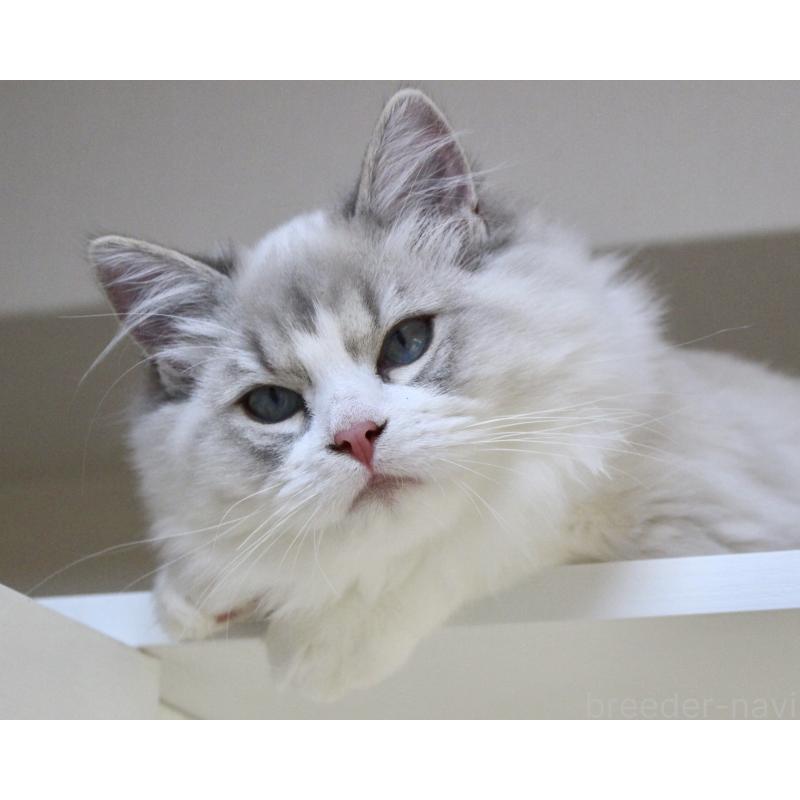 販売中の山梨県のラグドール-131658の15枚目