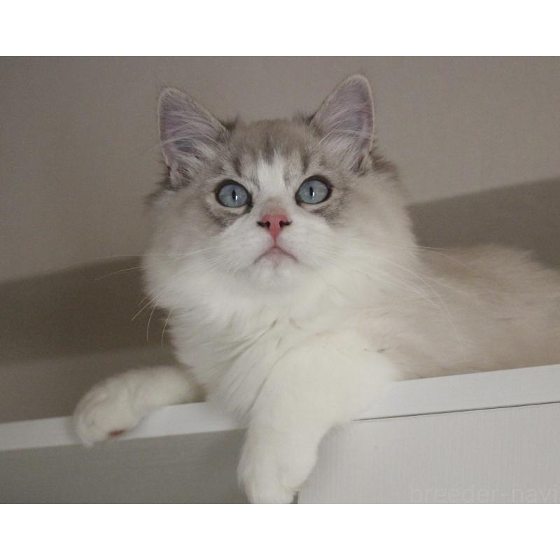 販売中の山梨県のラグドール-131658の14枚目