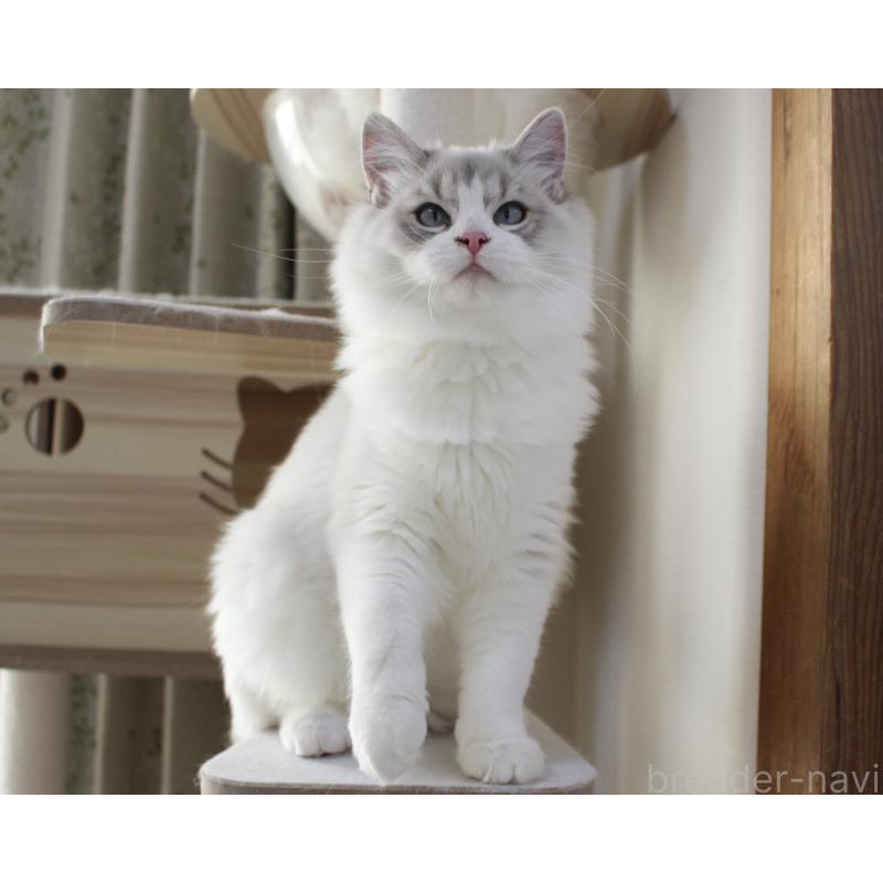 販売中の山梨県のラグドール-131658の13枚目