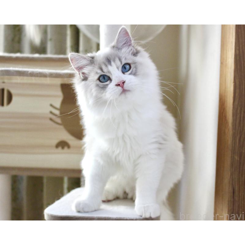 販売中の山梨県のラグドール-131658の12枚目