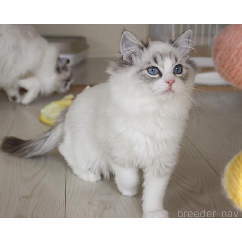 販売中の山梨県のラグドール-131653の12枚目