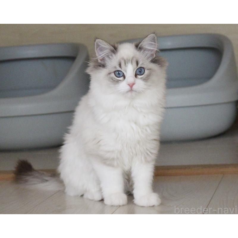 販売中の山梨県のラグドール-131653の11枚目